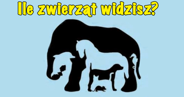 ile-zwierzat-widzisz